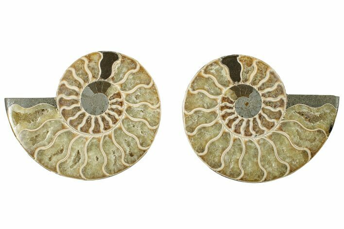 Cut & Polished, Agatized Ammonite Fossil - Madagascar #317706